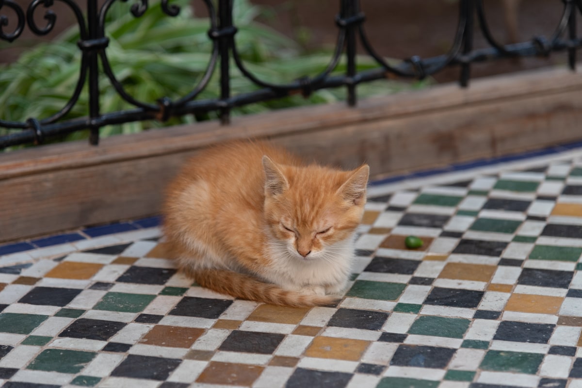 Chat dormant dans le palais de la Bahia